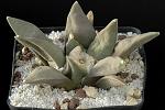 Ariocarpus retusus v. furfuraceus Cm. 11 € 72,00